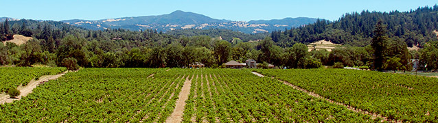 Photo of our Vineyard
